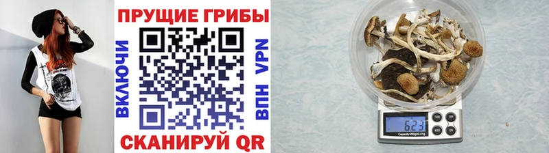 дарнет шоп  Шелехов  Псилоцибиновые грибы Magic Shrooms 